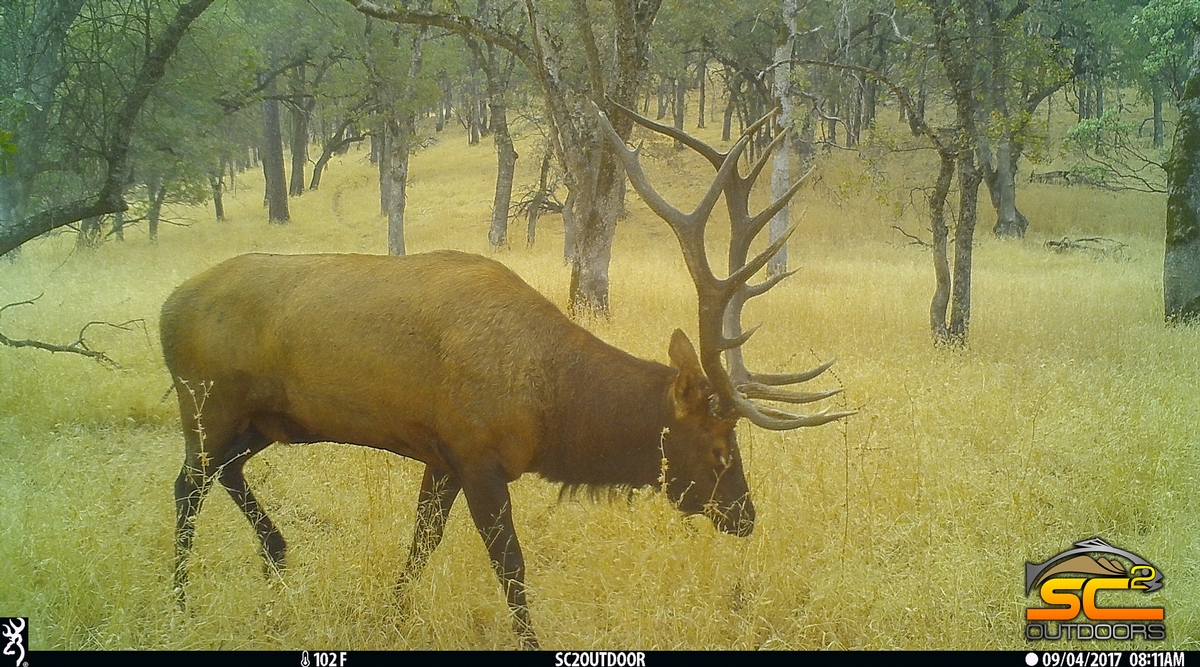 SC2 Outdoors Northeastern California Bull Elk 